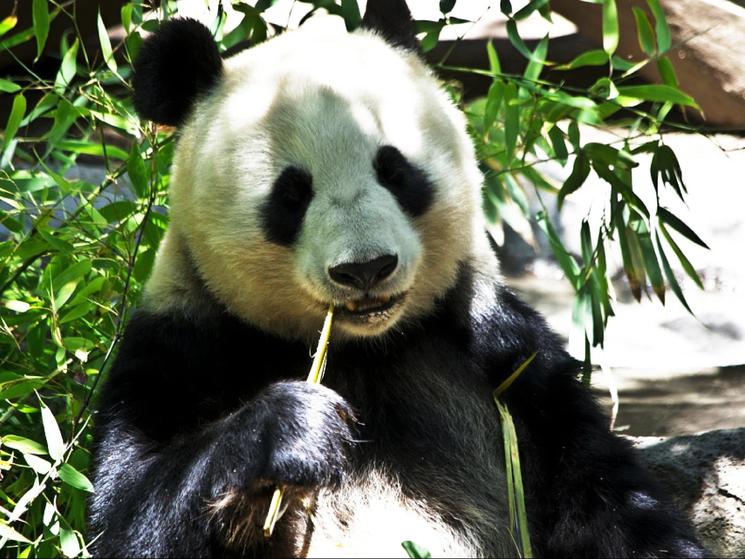 Ouwehands Dierenpark