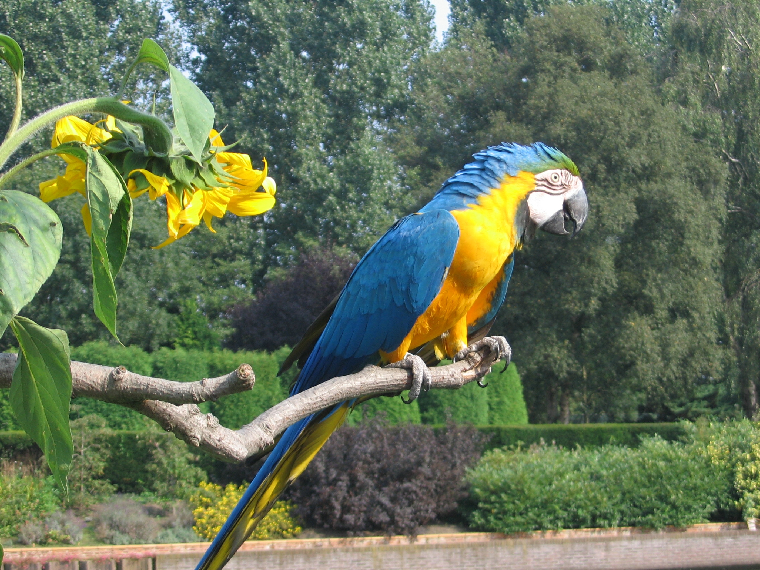 Avifauna