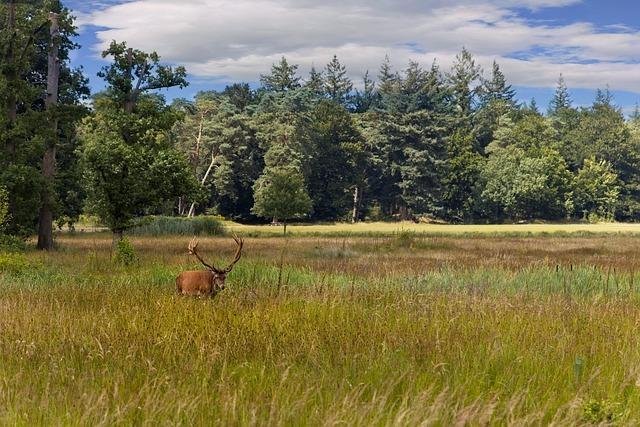 Veluwe