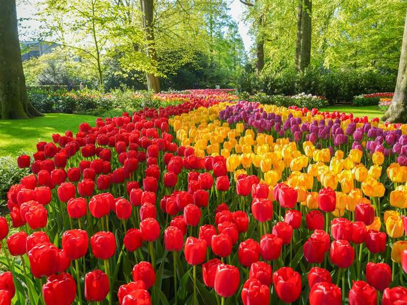 Keukenhof