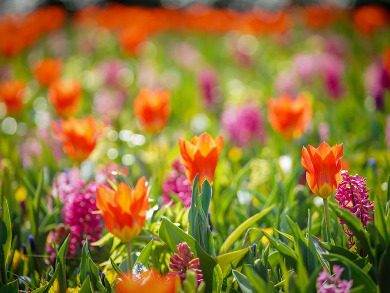 Keukenhof
