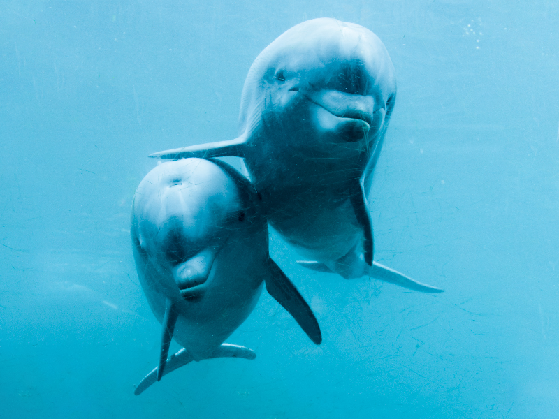 dolfinarium 