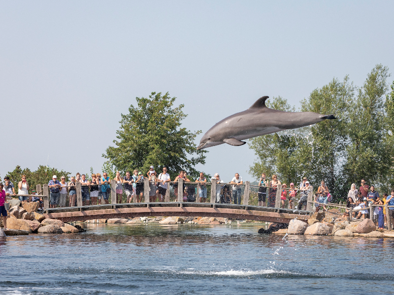 dolfinarium 