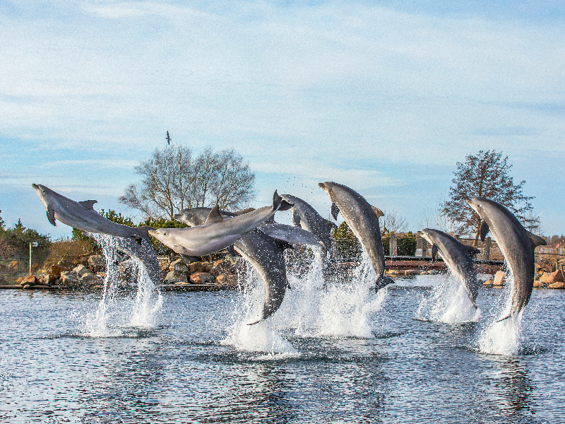 dolfinarium 