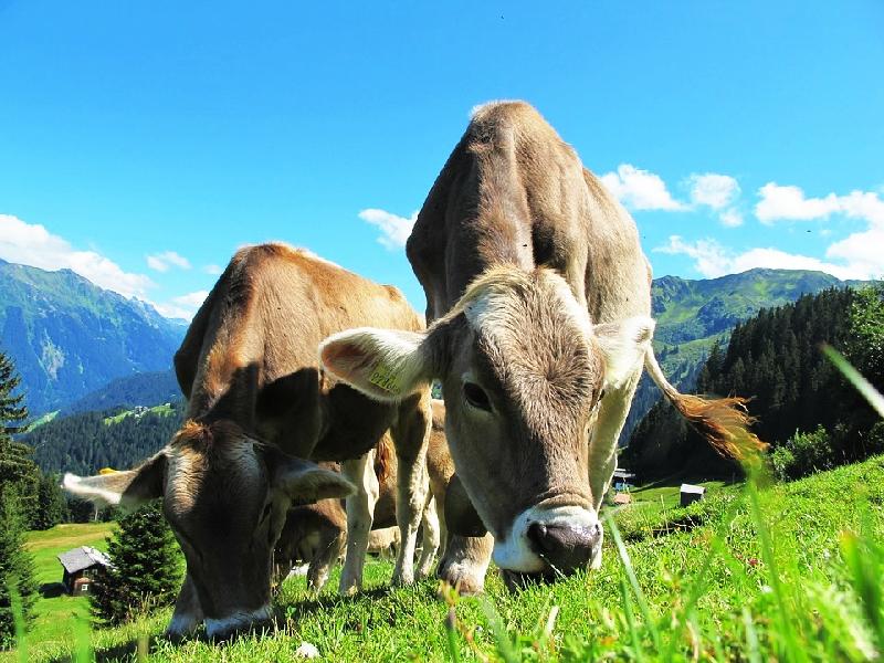 Groepsreis Tirol