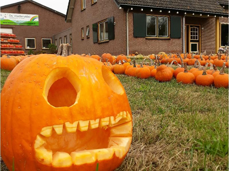 Dagtocht Pompoen uithollen & Rondvaart