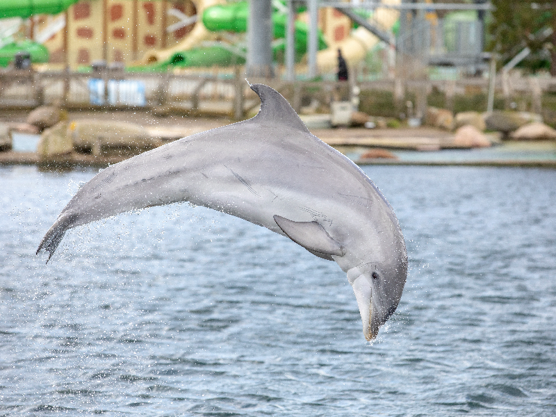 dolfinarium 