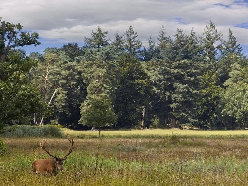 De Veluwe
