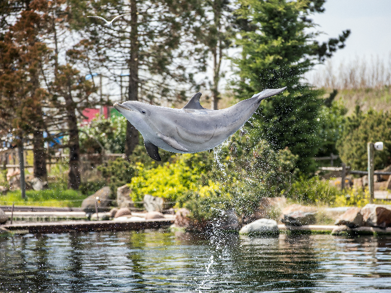dolfinarium 