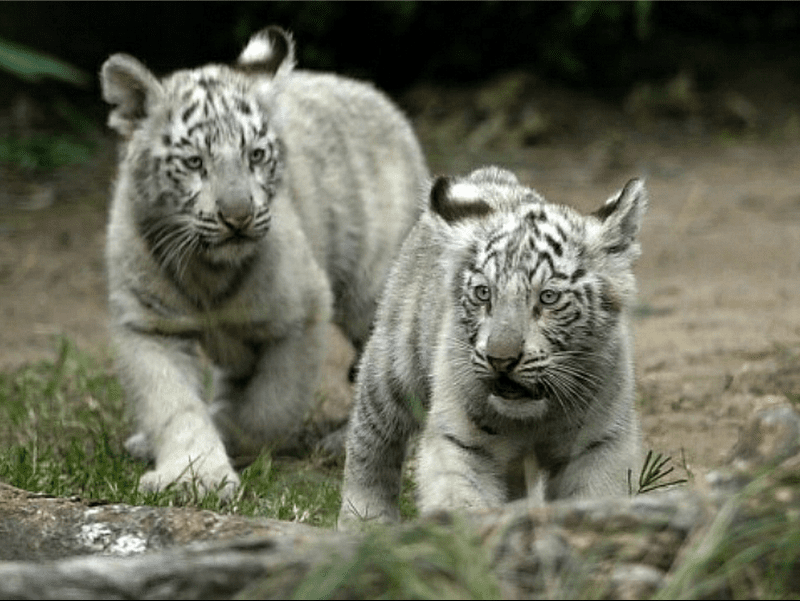 Pairi Daiza