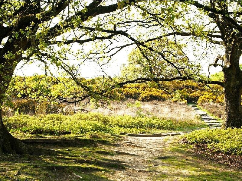 Veluwe