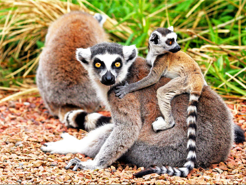 Pairi Daiza