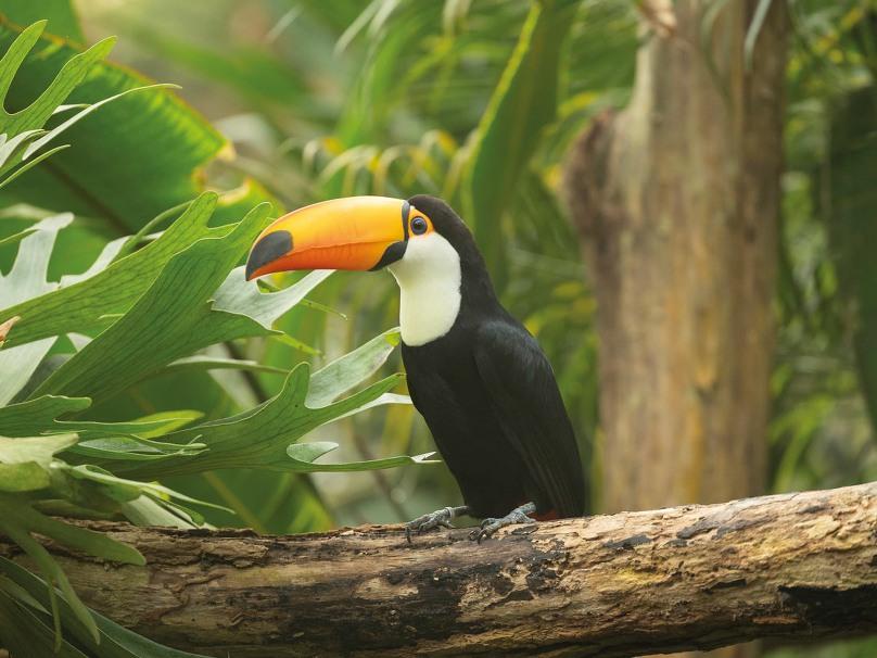 Dagtocht Pantropica