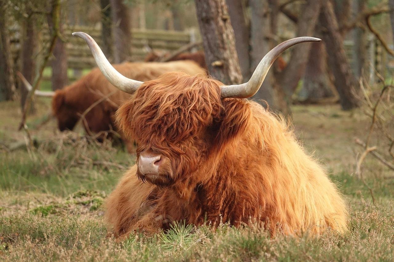 Veluwe