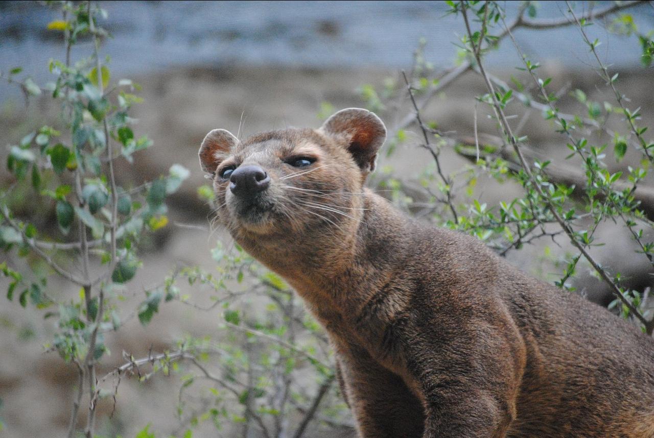 Fossa ZooParc Overloon