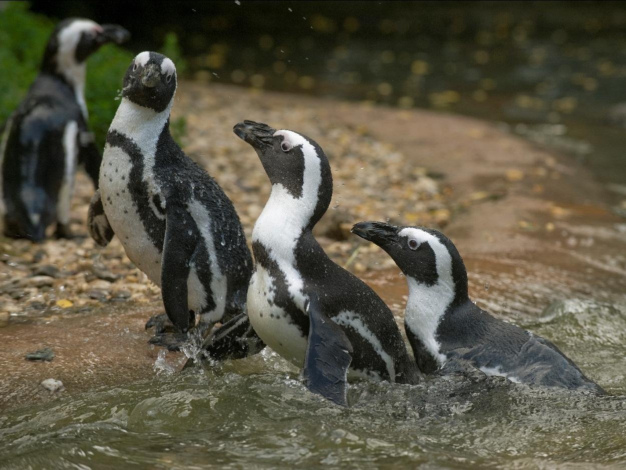 zoo