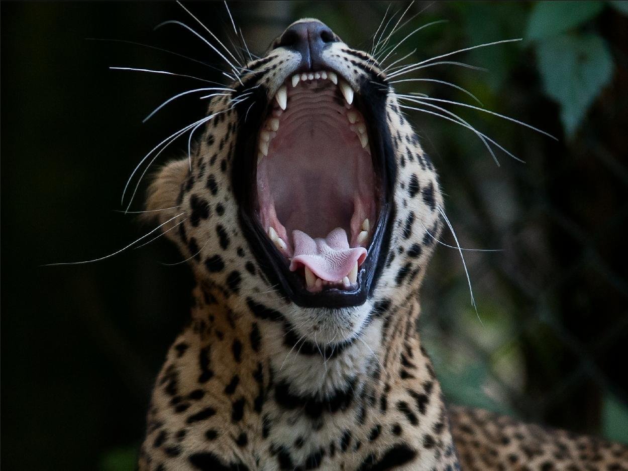 zoo